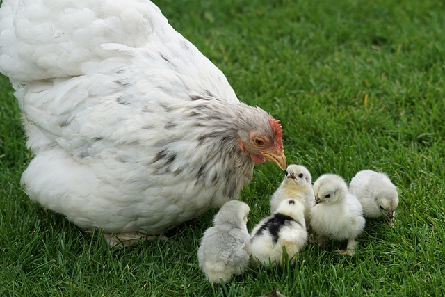 vitamines-pour-les-poules